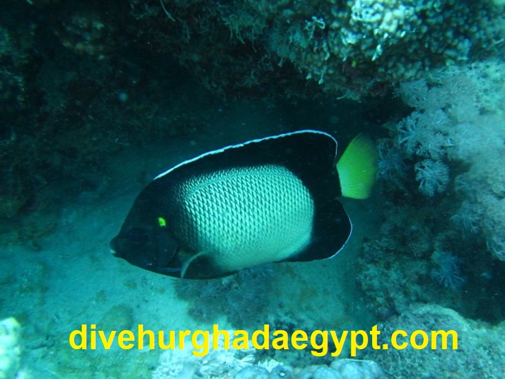 すもーくえんぜるフィッシュ