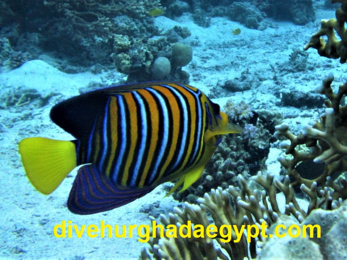 ロイヤルえんぜるフィッシュ