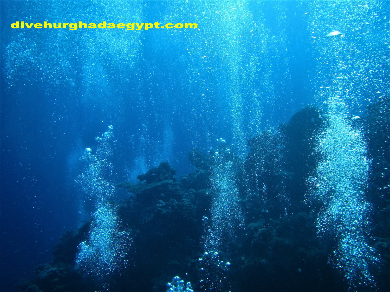 EFRレスキューパック