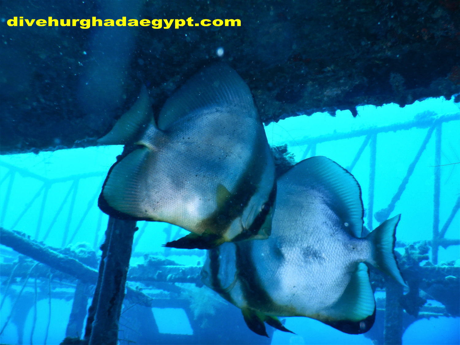 ファンダイブパック