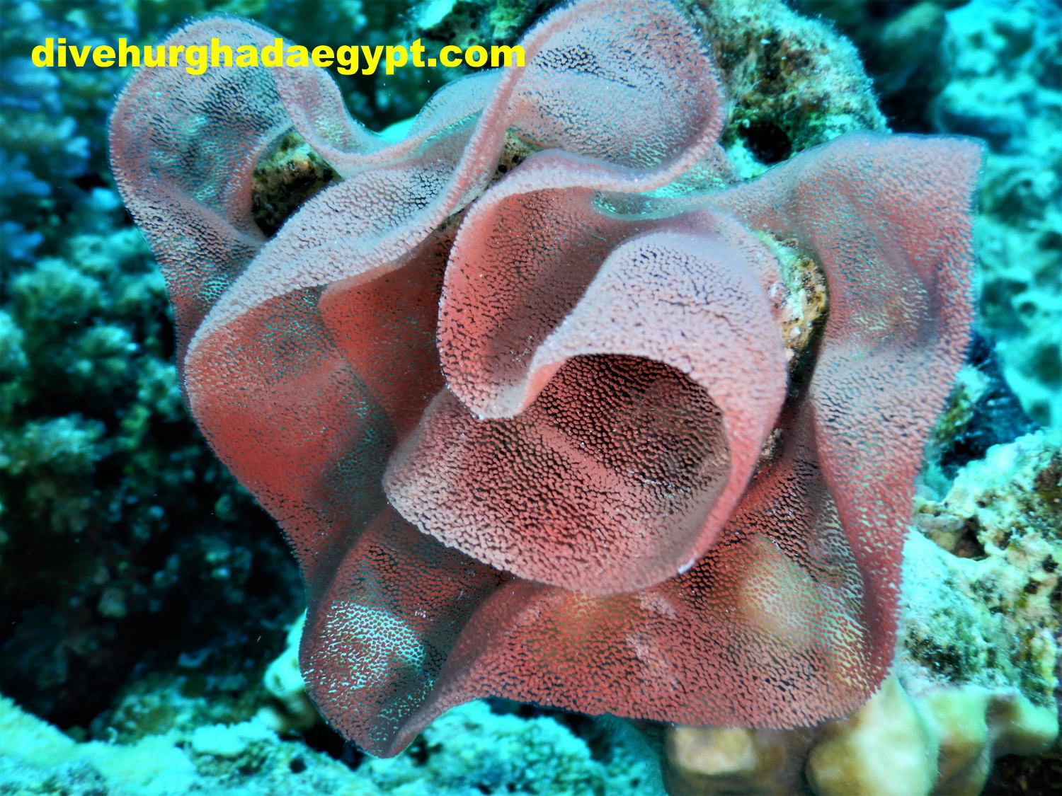 DMインターンシップ